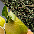 Lotiune de corp racoritoare cu bergamotă și cimbru